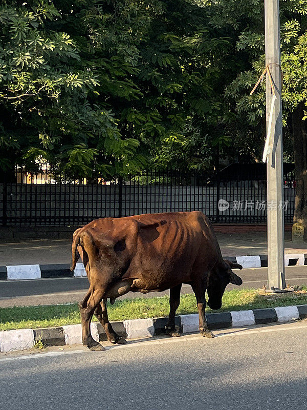 特写:印度圣牛，肋骨纤细，在居民区黑白条纹的主干道上漫步，吃着边缘的草，前景为焦点