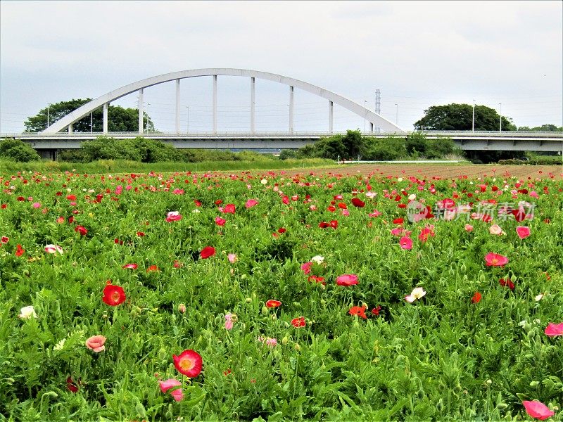 日本。五月罂粟田和桥。组成。