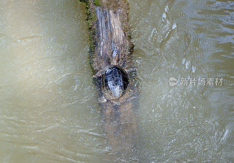 河龟爬上淹没的树干，拉塞尔瓦，哥斯达黎加