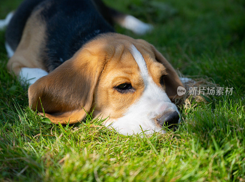 可爱的小猎犬小狗躺在草地上