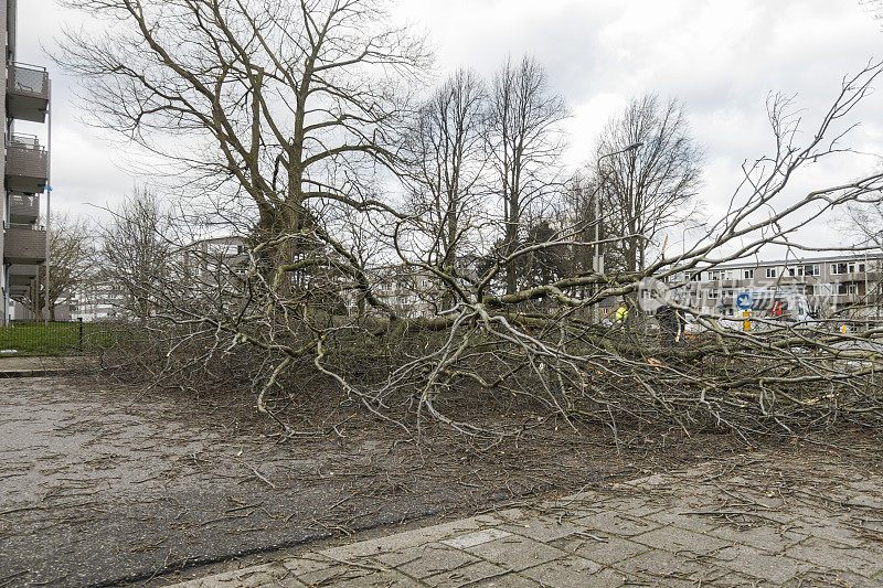 一场暴雨过后，一棵倒下的干枯大树挡住了道路