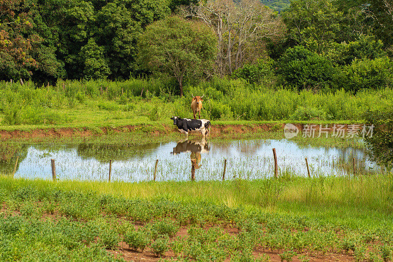 牛群在湖边吃草。