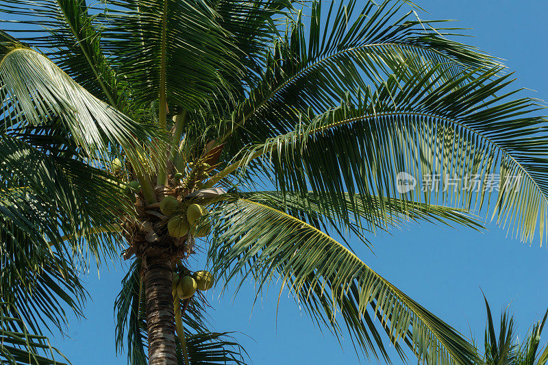 底部的观点，椰子串在棕榈树吹海风。底部视图的棕榈树与椰子在热带气候在多风的天气。
