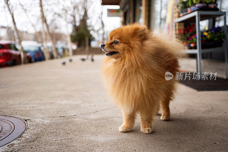 快乐的博美犬