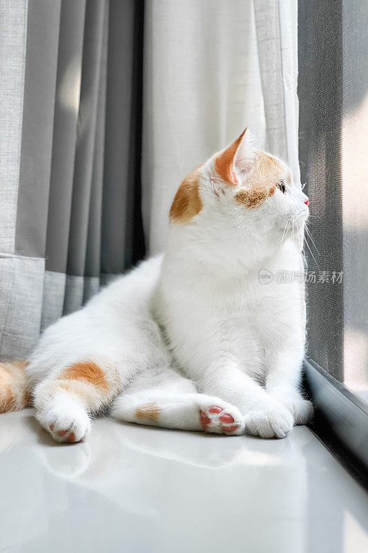 一只白色的小猫坐在大窗户旁边。猫坐着，看着房子外面的风景，看着鸟儿在天空中飞翔。
