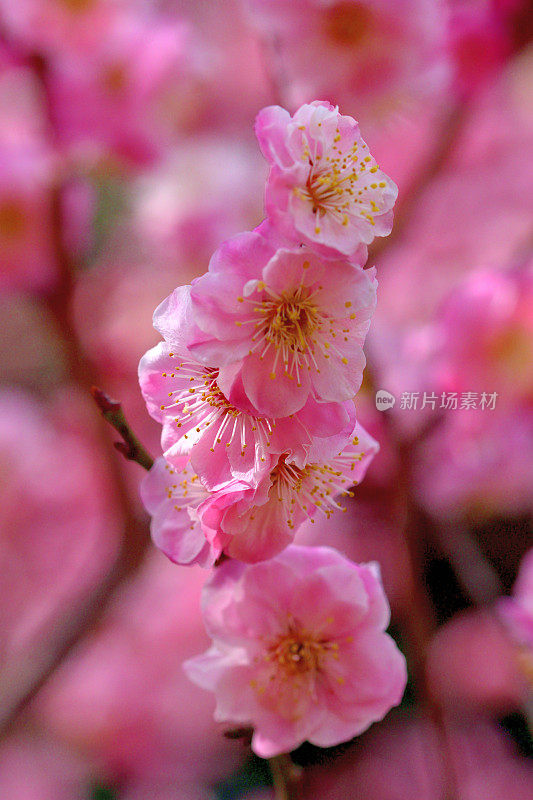 东京，日本公园里盛开的梅花