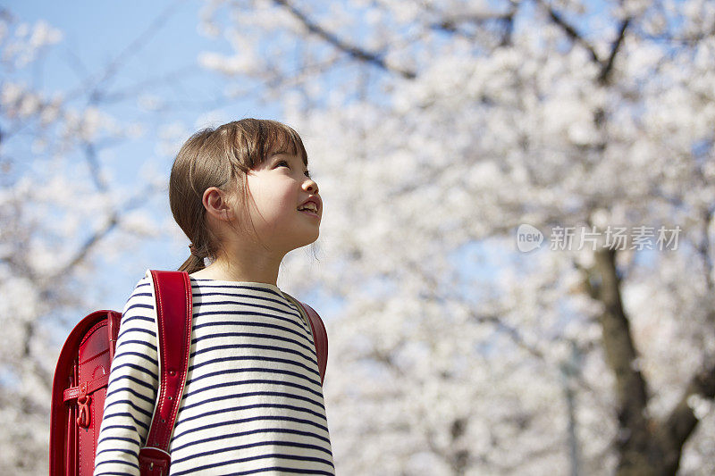 小学女生抬头看着樱花树