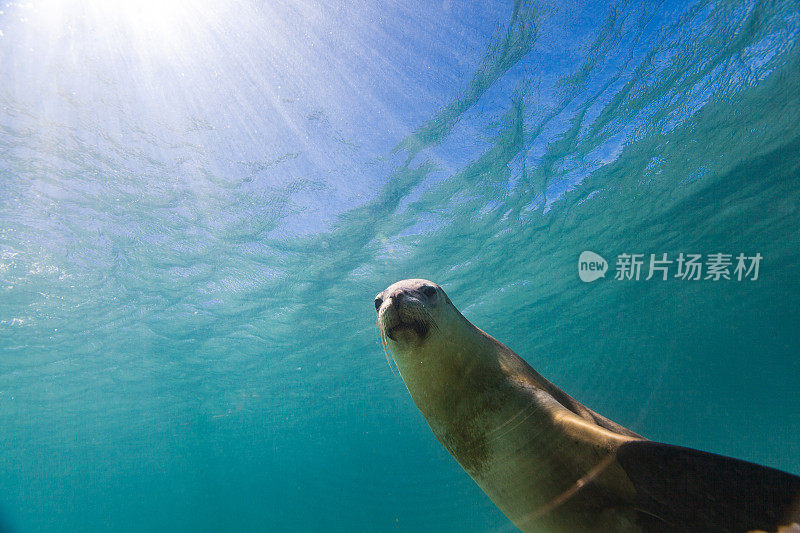 在阳光明媚的日子里，在浅水中嬉戏的海狮或海豹的特写