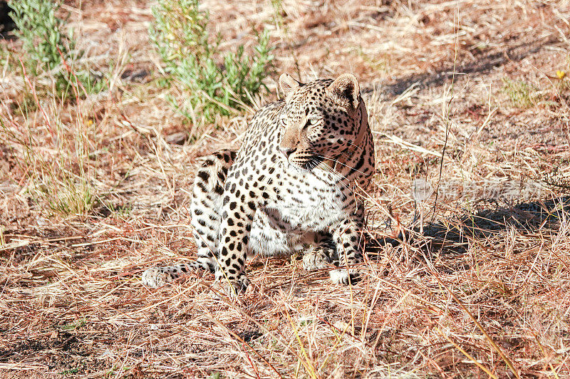 纳米比亚Otjozondjupa地区的非洲豹