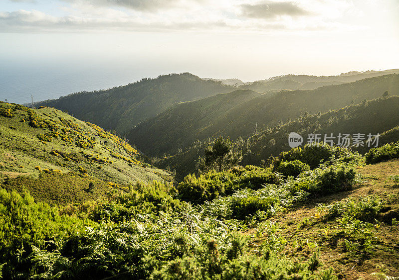 绿树成荫的奇异山脉