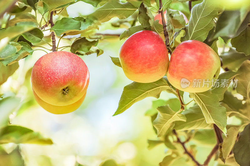 结满果实的苹果树