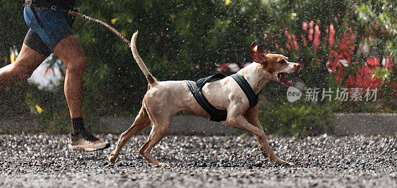 狗和它的主人参加了一场很受欢迎的狗狗赛跑。狗狗赛跑。户外运动
