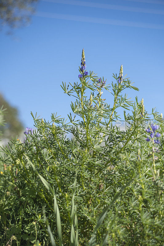蓝色的一年生野生卢平在田间生长，并通过种子蒴果传播，为冬末的景观增添了色彩。