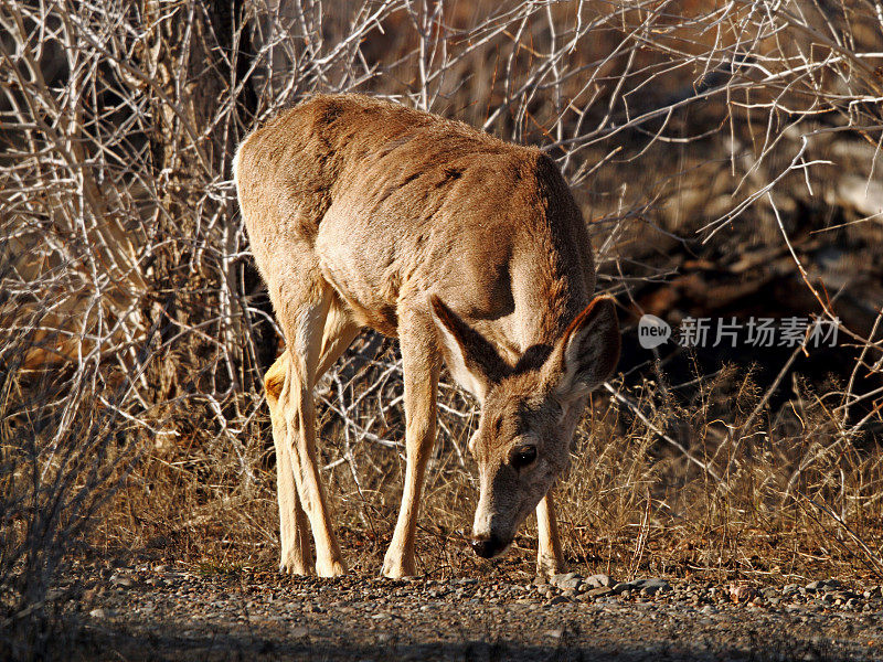 黑尾鹿