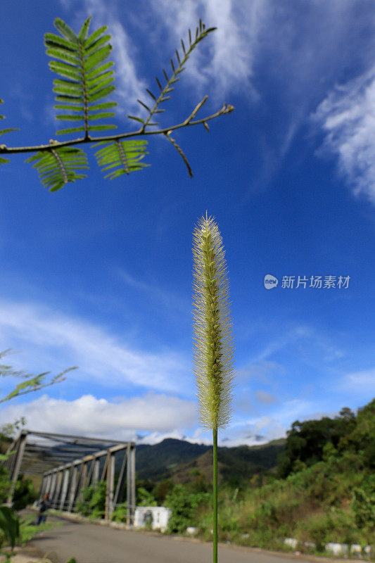 野草花