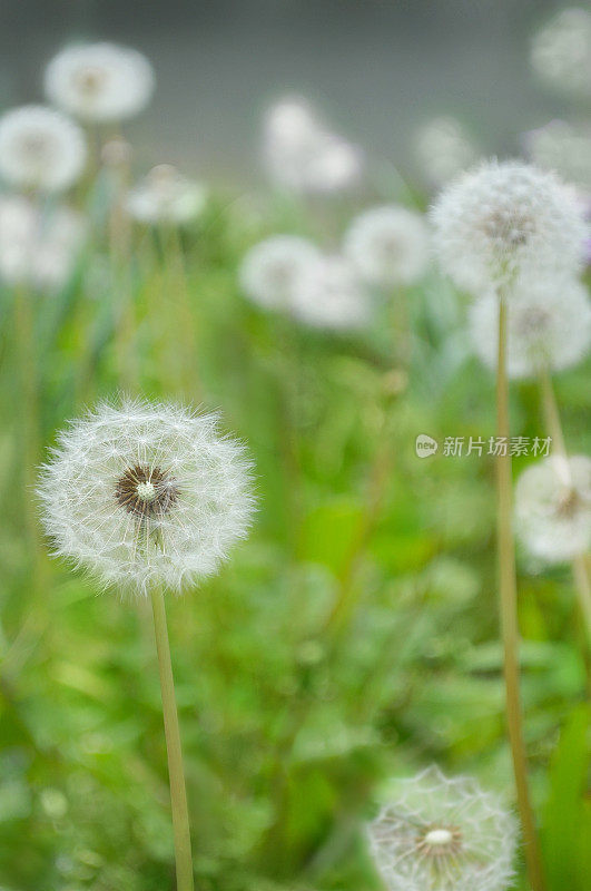 蒲公英泡泡球的田野