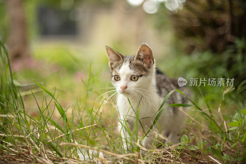 多色的流浪小猫站在街中央。