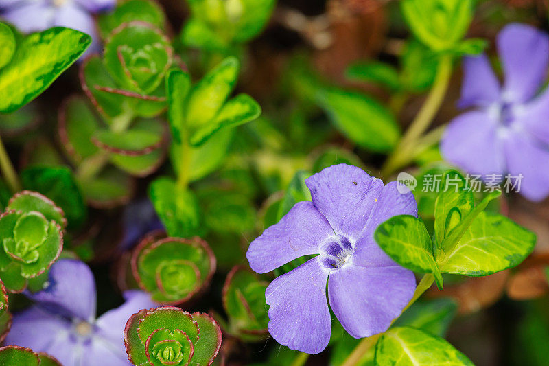 花园里的长春花