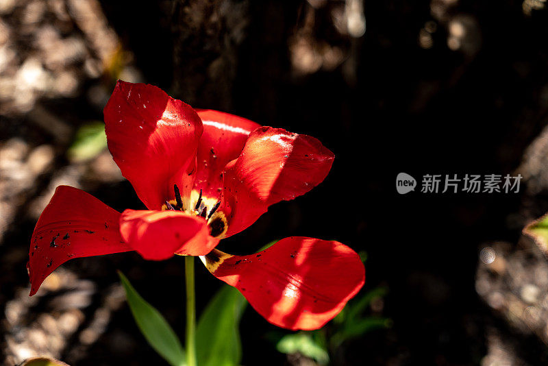 盛开的郁金香在皇家植物园-岩石花园，汉密尔顿，加拿大