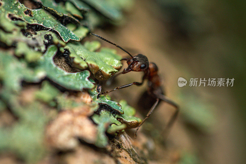 黑蚂蚁在木头上覆盖着一层地衣，极近距离拍摄