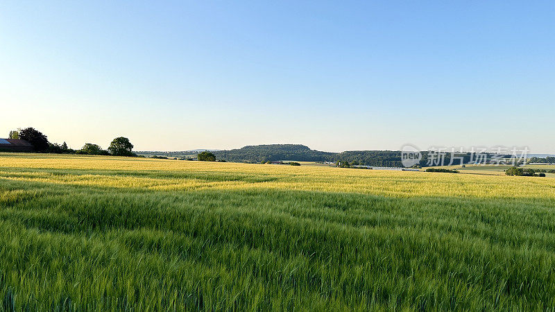 麦田