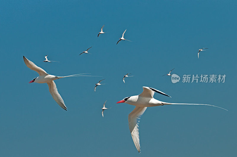 莎莉轻足蟹，葡萄，埃加斯港，詹姆斯岛，圣地亚哥岛，圣地亚哥岛，加拉帕戈斯群岛国家公园，厄瓜多尔。节肢动物门甲壳纲动物。