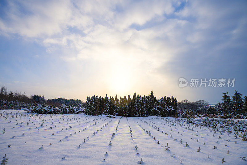 清晨在雪山上看日出的美丽景色