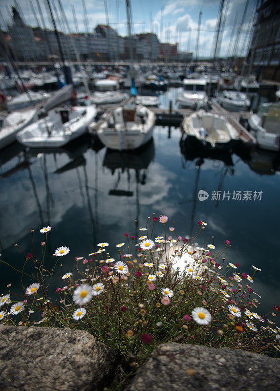 以一束野花为背景的游艇停泊在城市里