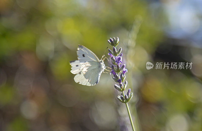 白卷心菜蝴蝶栖息在薰衣草花上