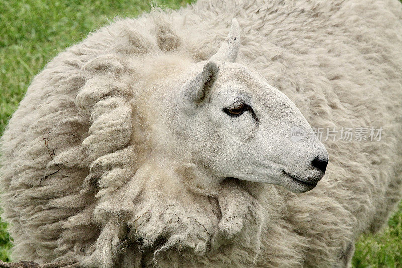 准备剪羊毛的羊