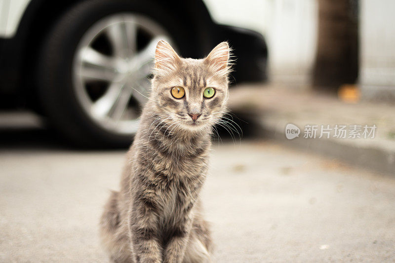 一只眼黄，一只眼绿的流浪猫。