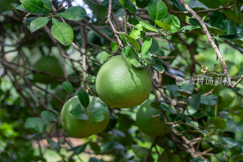 泰国树上的新鲜柚子