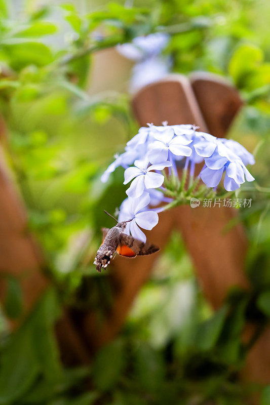 会飞的蜂鸟喝蓝色花朵的花蜜