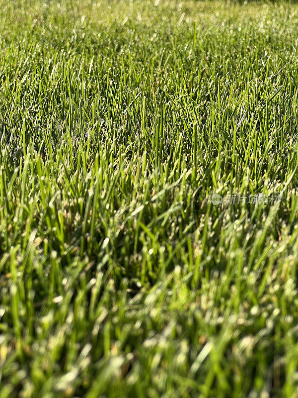 夏日傍晚用割草机割下的绿草草坪，贴近自然质感
