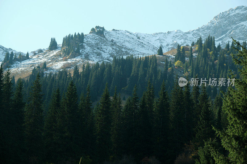 山被云杉林覆盖，背景是白雪皑皑的山峰