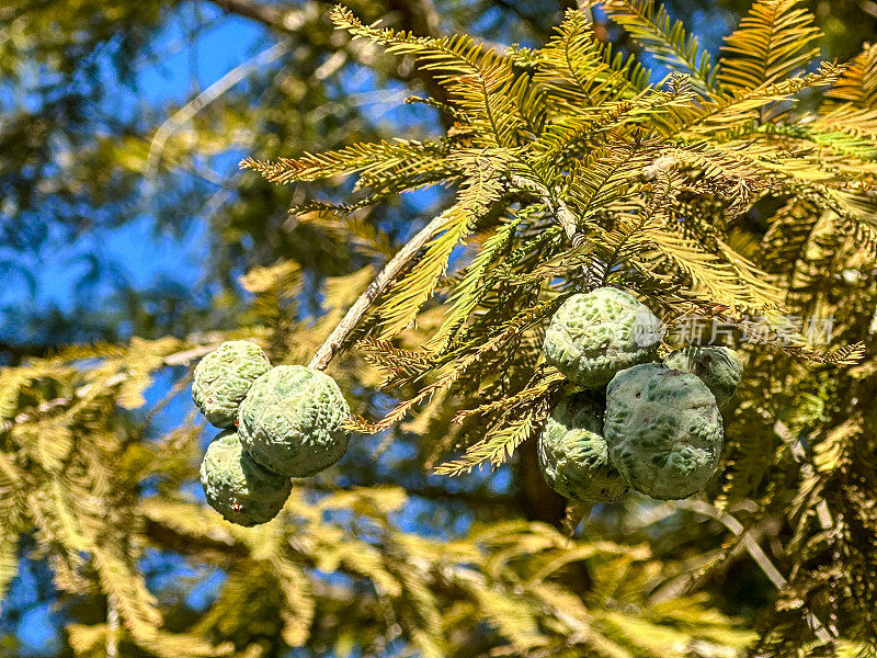 秃柏树，它们的浆果和膝盖在休士顿北部的Woodlands度假胜地