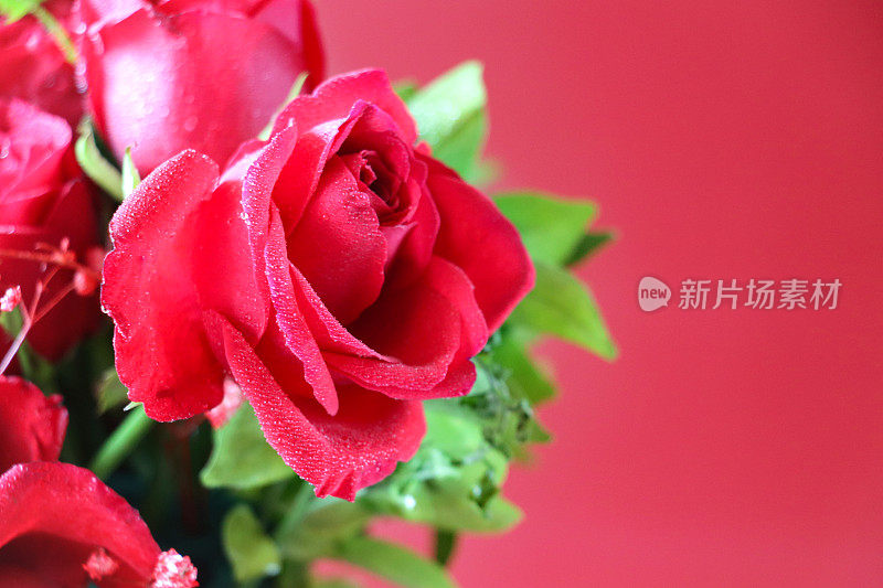 特写红玫瑰和白玫瑰花束，红玫瑰花瓣和锯齿状的绿叶，情人节浪漫的插花，红色背景，重点在前景，复制空间