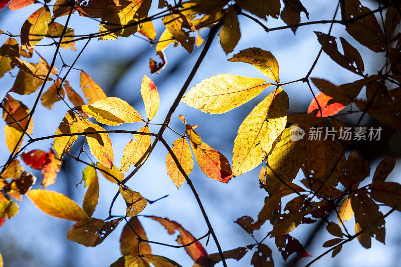 秋天的黄叶，枫树