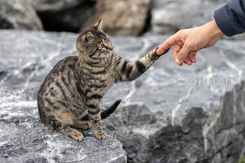 一个男人正在和一只虎斑猫玩耍。