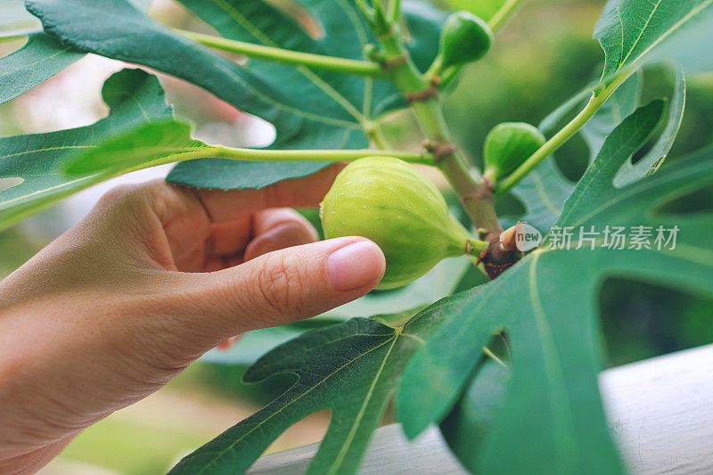 在一个特写镜头中，一个女人的手正在轻轻地从无花果树上摘下一颗成熟的无花果