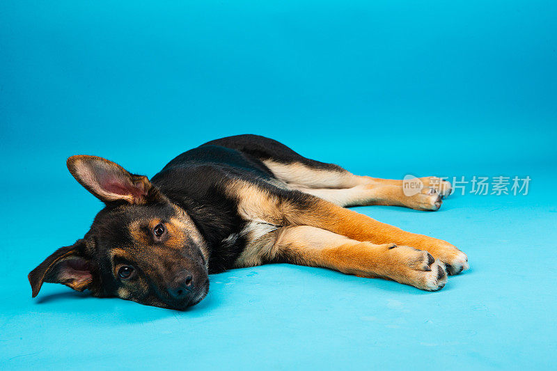 德国牧羊犬幼犬