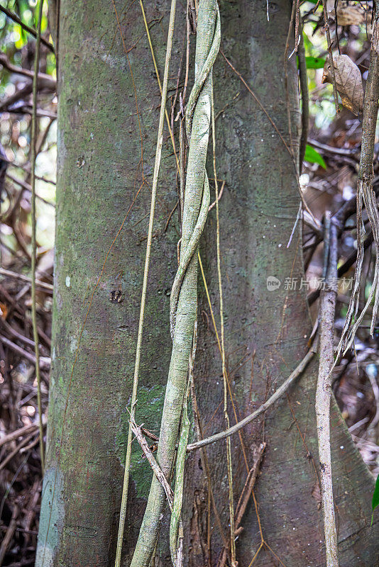 藤本植物生长在树干上