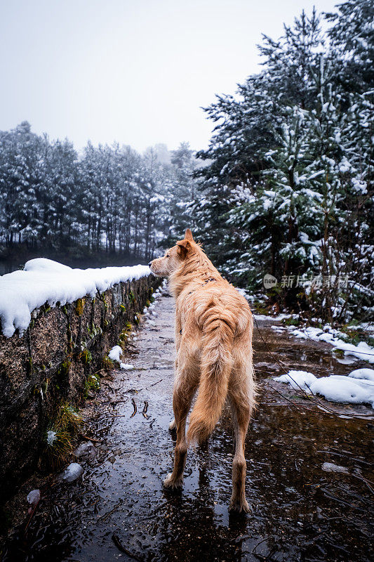 从后面，一只戴着橙色马具的混血狗欣赏着森林里的雪湖。