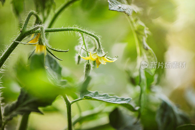 园子里绿叶丛中的番茄花和芽