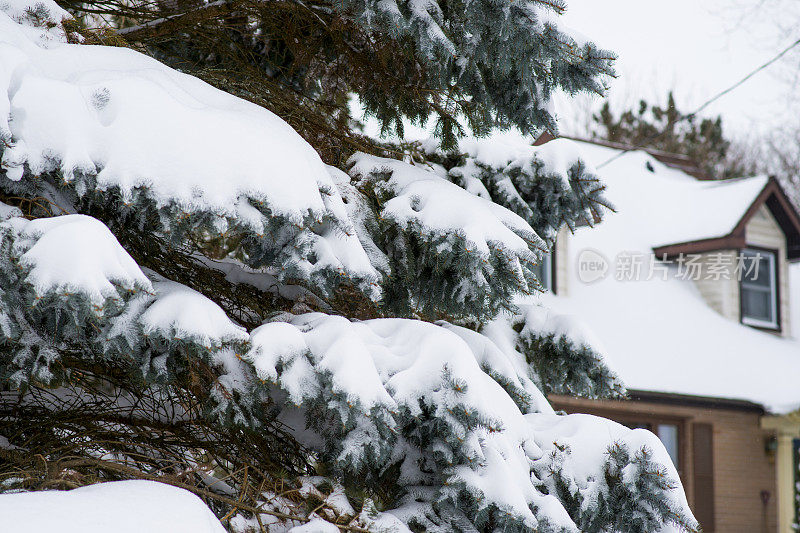 暴风雪过后，厚厚的积雪覆盖了加拿大的一棵树
