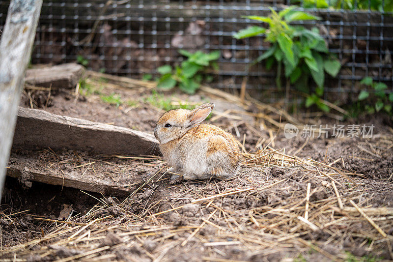 一只困倦的小兔子躺在农舍附近的绿色草地上