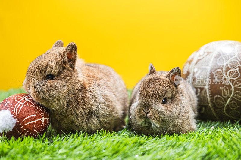 两只兔子在草地上拿着复活节彩蛋。