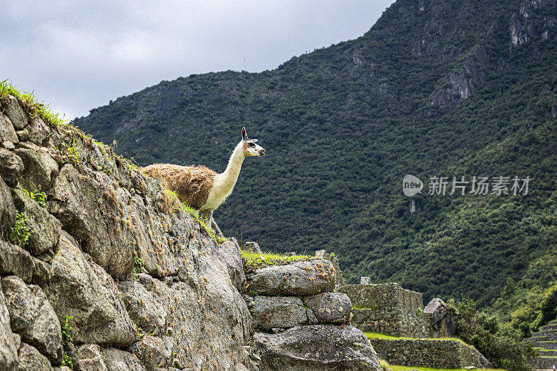 秘鲁马丘比丘圣城，一只羊驼在山坡上吃草