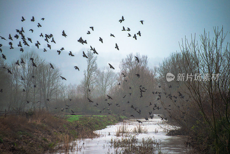 神秘的黑暗:一群乌鸦在雾中飞行