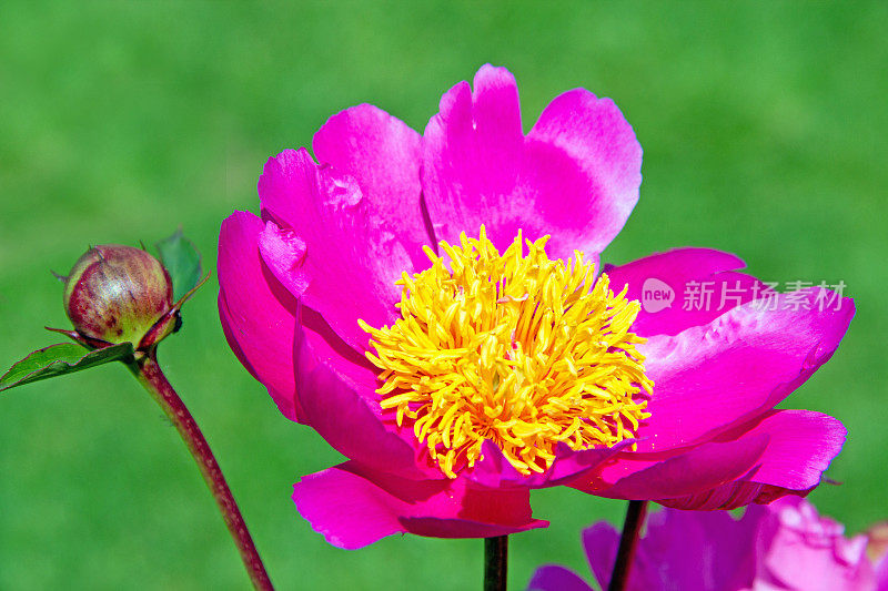 芍药“沃尔斯利夫人”